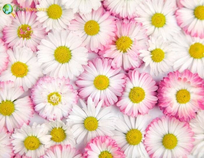 Marguerite Daisy