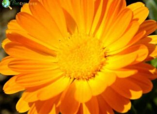 Marigold