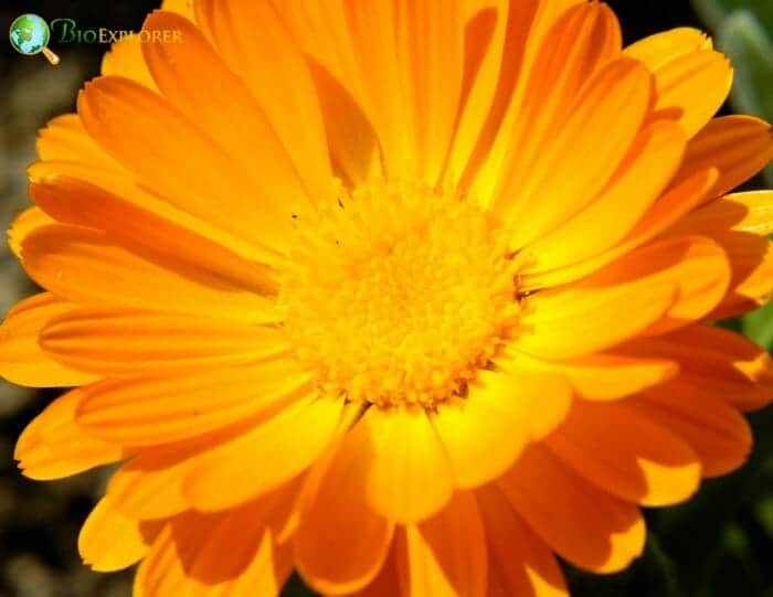 Marigold