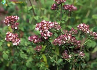 Marjoram