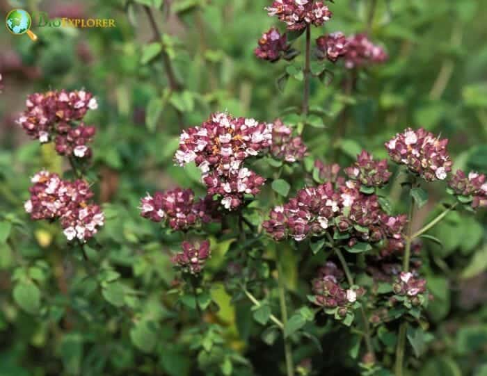 Marjoram