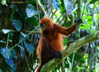 Maroon Langur