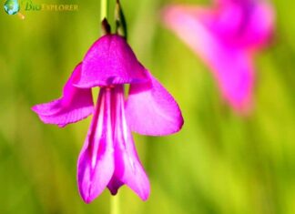 Marsh Gladiolus