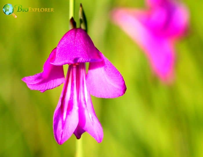 Marsh Gladiolus