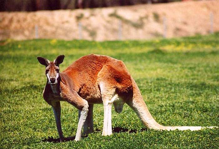 Marsupials Mammal (Kangaroo) Marsupials Mammal (Kangaroo)