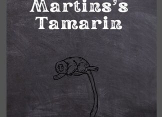Martins' Tamarin