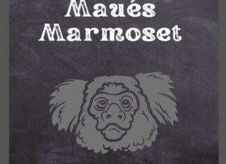 Maués Marmoset