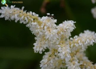 Meadowsweet