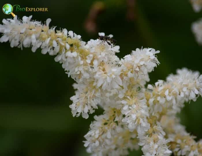 Meadowsweet