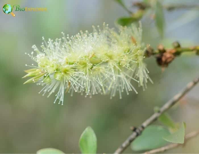 Melaleuca