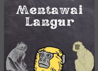 Mentawai Langur