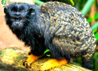 Midas Tamarin