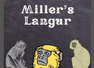 Miller's Langur