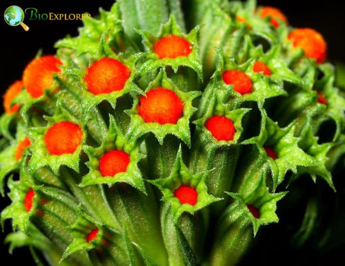 Minaret Flower Minaret Flower