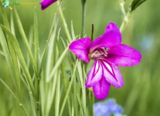 Miniature Gladiolus