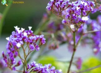 Misty Blue Limonium