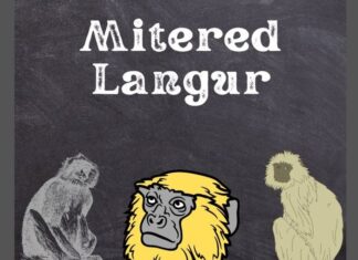 Mitered Langur