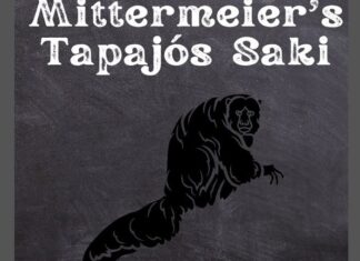 Mittermeier's Tapajós Saki