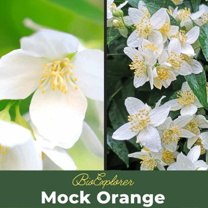 Mock Orange Mock Orange