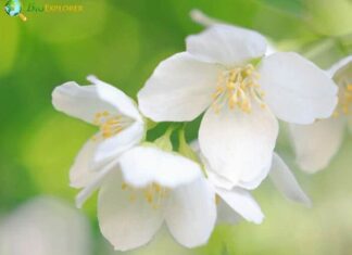 Mock Orange