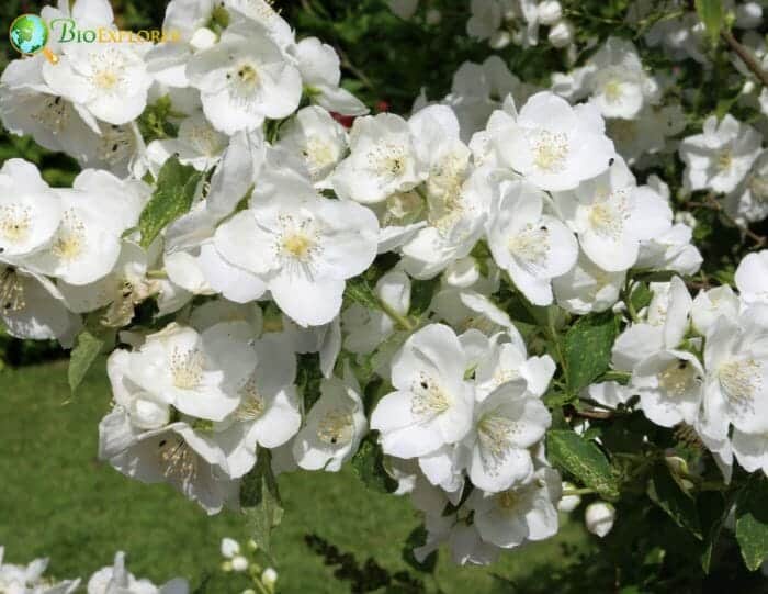 Mock Orange Flowering Plant Mock Orange Flowering Plant