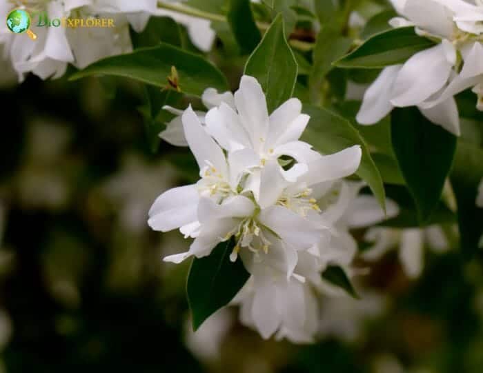 Mock Orange Flowers Mock Orange Flowers