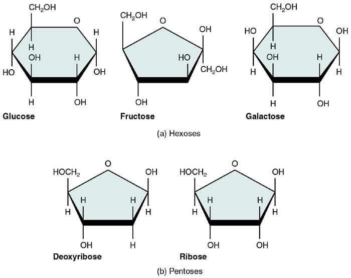 Monosaccharides Monosaccharides