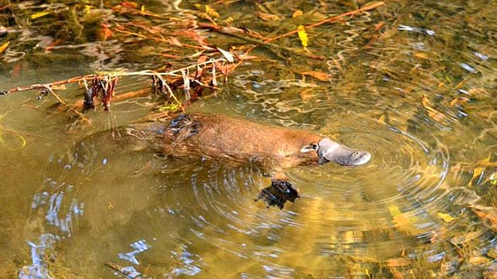 Monotremes Mammal (Platypus) Monotremes Mammal (Platypus)