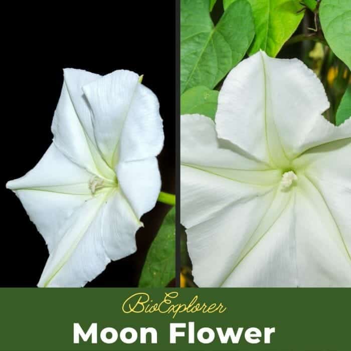 Moonflower Moonflower