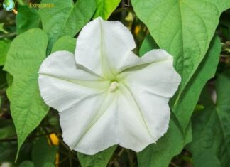 Moonflower