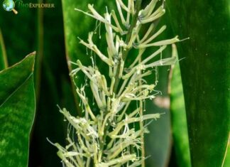 Mother-in-law Tongue