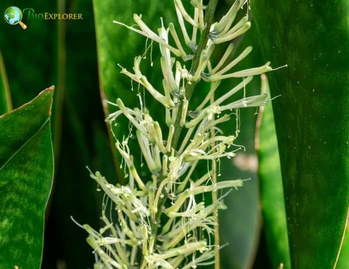 Mother-in-law Tongue