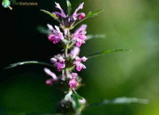 Motherwort
