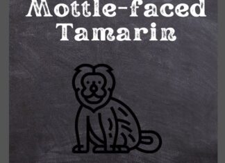 Mottle-faced Tamarin