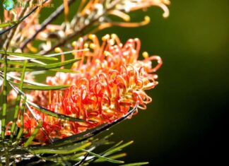 Mount Finke Grevillea