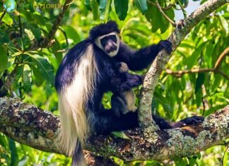 Mount Kilimanjaro Guereza