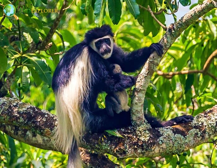 Mount Kilimanjaro Guereza