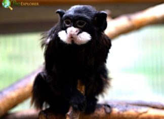 Moustached Tamarin