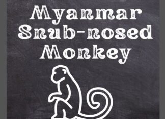 Myanmar Snub-nosed Monkey