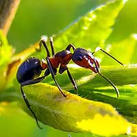 Myrmecology (Ants)