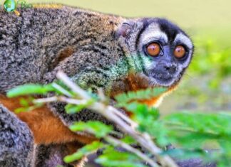 Nancy Ma's Night Monkey