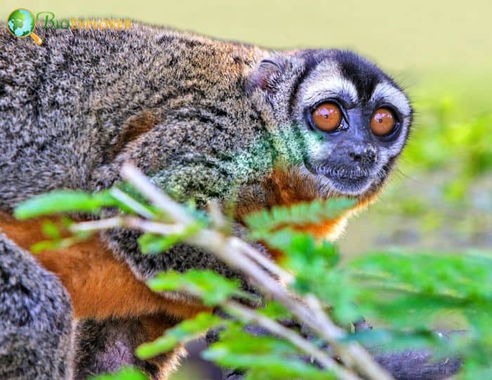 Nancy Ma's Night Monkey