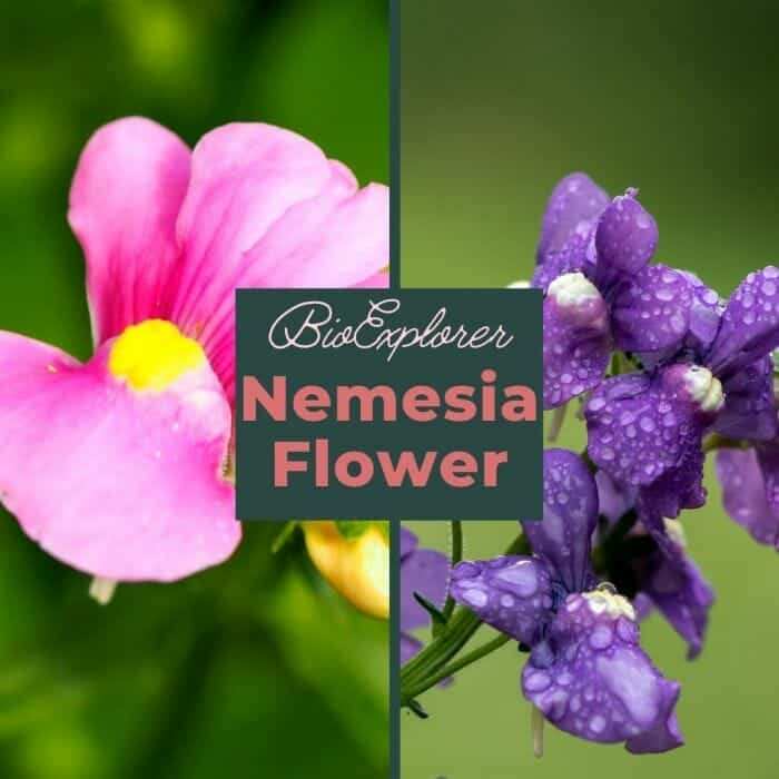 Nemesia Nemesia