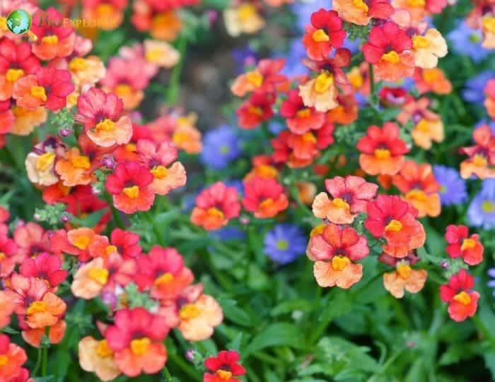 Nemesia Flowers Nemesia Flowers