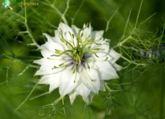 Nigella