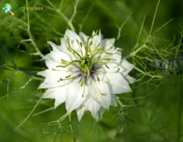 Nigella