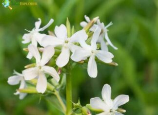 Night-flowering Catchfly