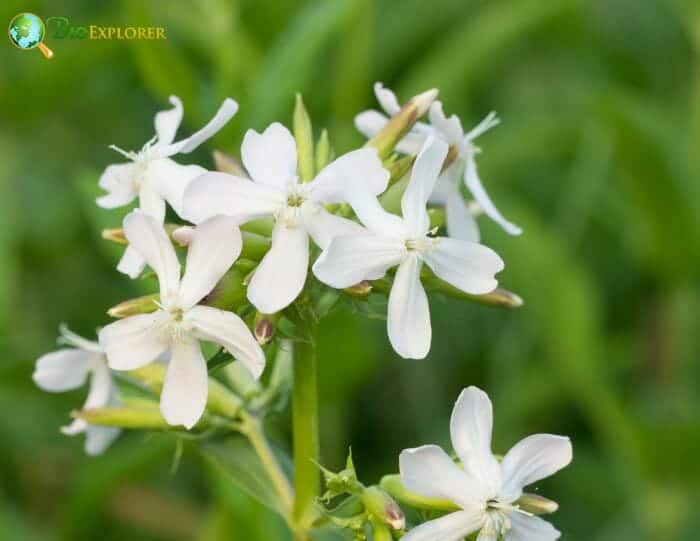 Night-flowering Catchfly