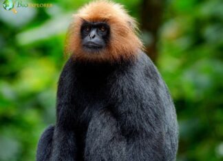 Nilgiri Langur