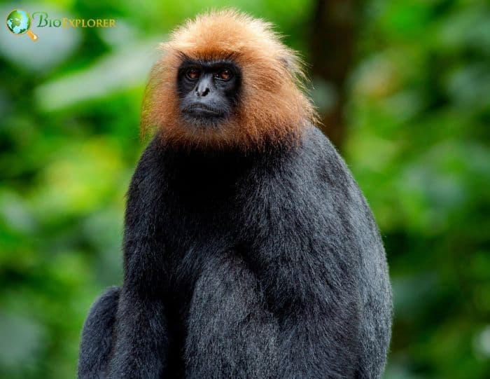 Nilgiri Langur